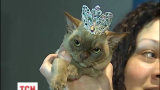 В Україні обирали котячу королеву