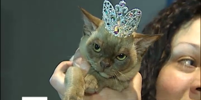 В Киеве выбрали королеву кошачьей красоты Украины