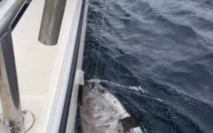 Ірландець виловив рідкісного тунця завважки 274 кілограми