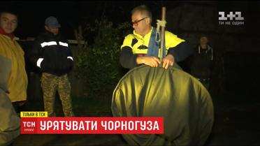 Жителі села на Київщині провели спецоперацію з порятунку лелеки, який не полетів до вирію