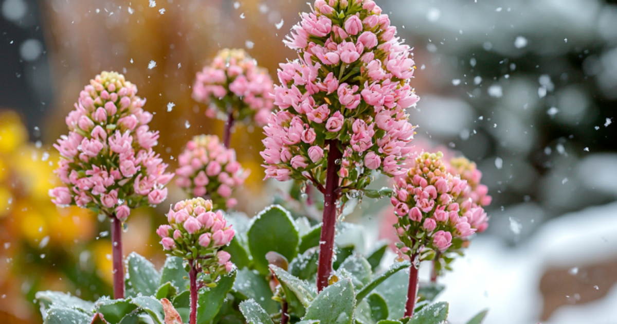 Які морозостійкі багаторічники