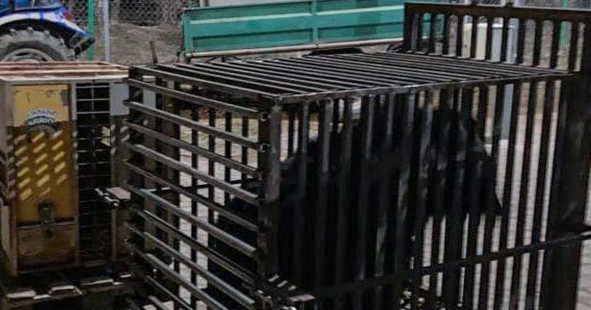Медведей-переселенцев приняли во Львовской области, фото/Максим Козицкий