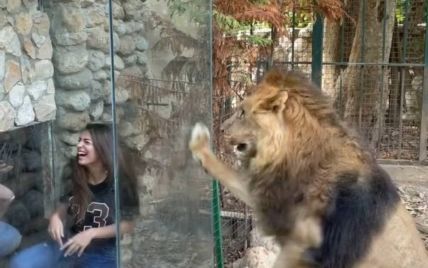 Дражнять лева і позують на камеру, поки той божеволіє у вольєрі: у зоопарку Лівану придумали жорстоку "розвагу"