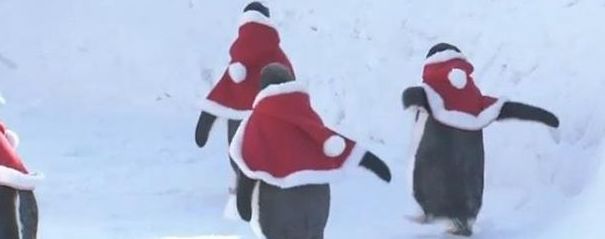 В китайском зоопарке пингвинов переодели в Санта-Клаусов