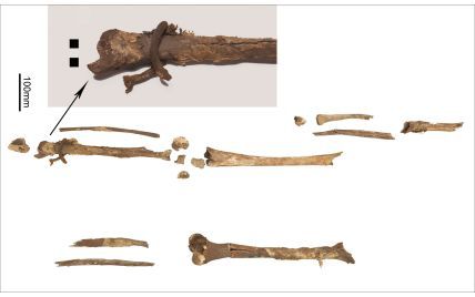 У Данії знайшли кістки вікінгів, втрачені понад сотню років тому: фото
