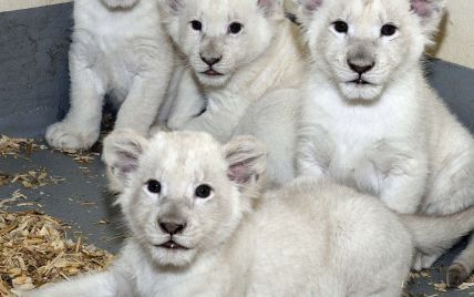 Юзерів розчулили перші позіхання новонароджених білих левенят на камеру