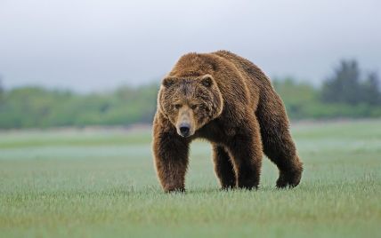 На Алясці на поле для гольфу прийшов ведмідь