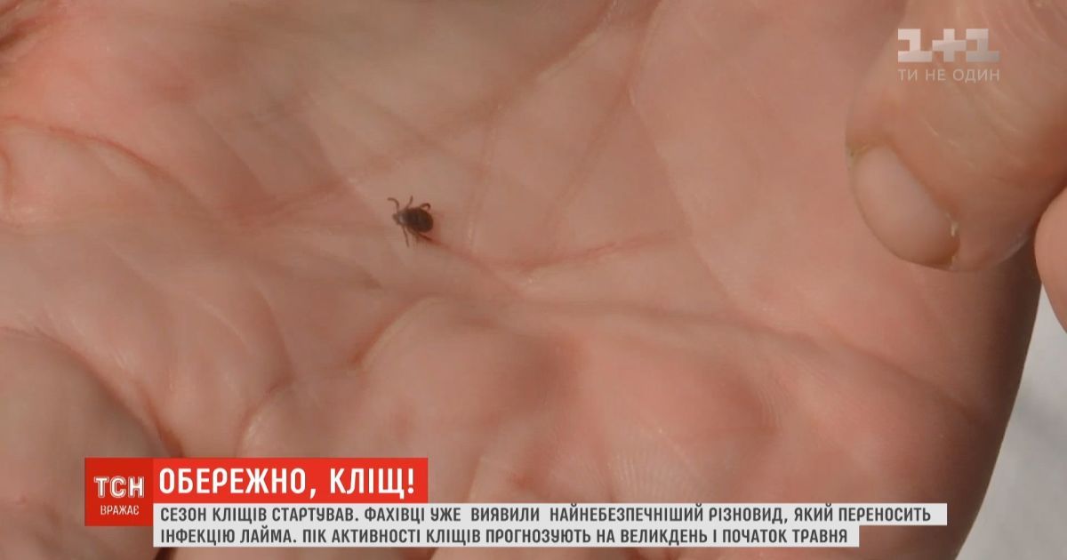 Сезон клещей стартовал: как уберечься и что надо знать
