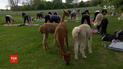 Йогу на ферме с альпаками практикуют в Германии