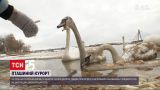 Лебеди на Оболони: чем их можно кормить и почему не следует подпускать к ним детей | Новости Киева