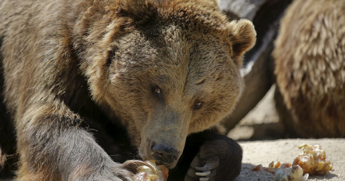 Одного з бурих ведмедів, який їв людські останки, застрелили мисливці