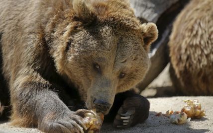 Русский медведь заплыл в Китай и вызвал панику среди туристов