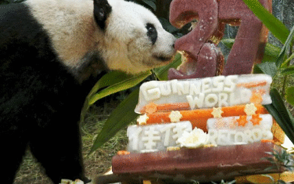 Панда з Гонконгу встановила рекорд із довголіття