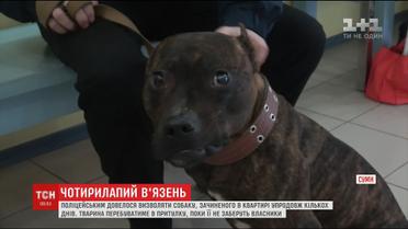 В Сумах полицейские освобождали собаку, которую закрыли одну в квартире