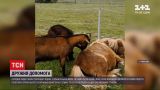Новини світу: кози допомогли поні позбутися старої шерсті