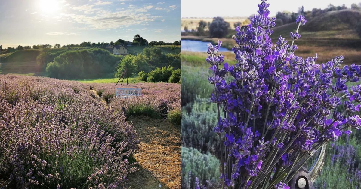 Французький вікенд: де розташовані лавандові поля в Україні