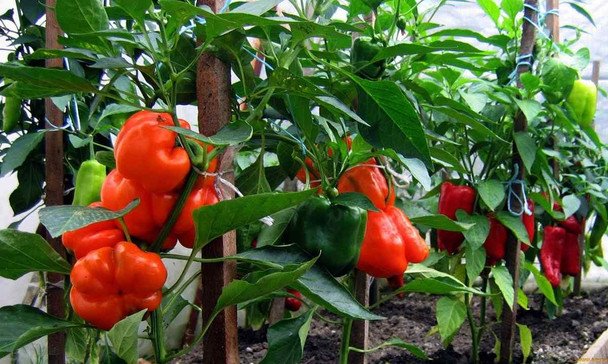 Выращивание перца: 10 ошибок, которые лишают вас больших урожаев
