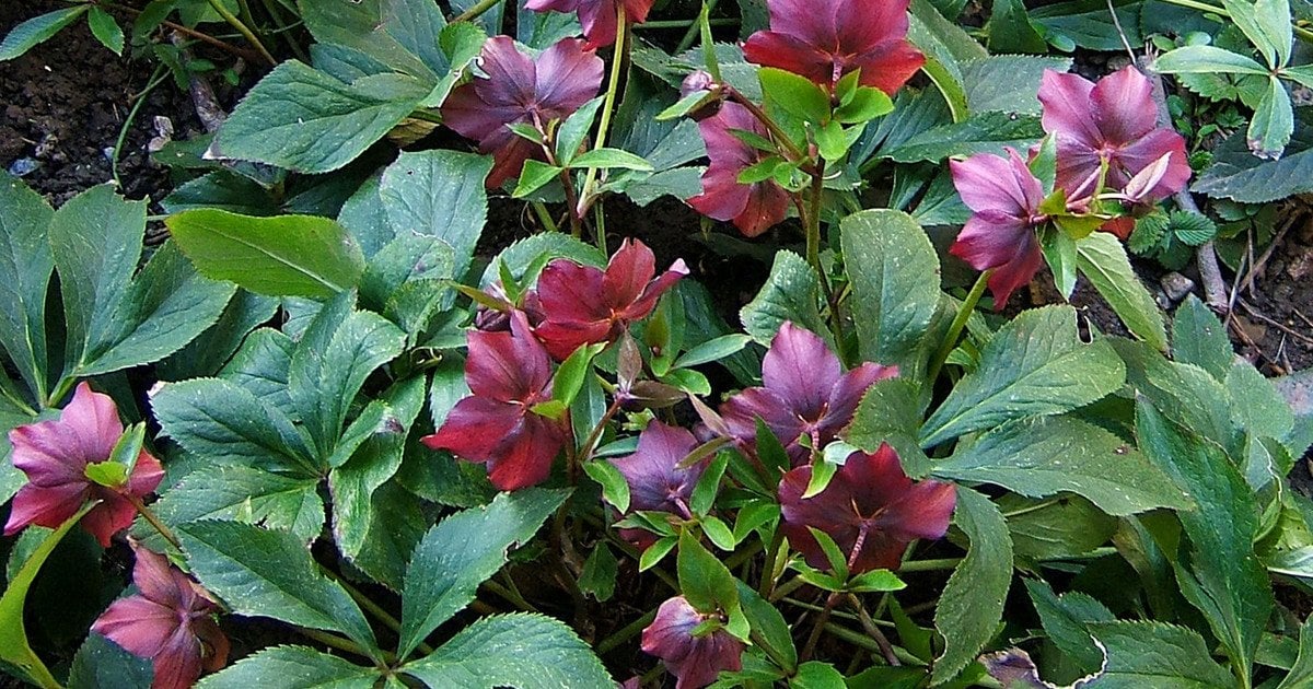 Морозник. Фото: Wildfeuer/CC BY 2.5