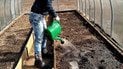 Как разводить фитоспорин