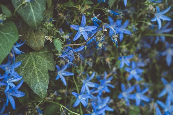 Блакитний повзучий флокс / © unsplash.com