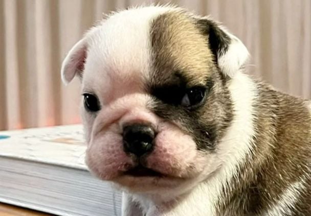 Бульдог Лаки