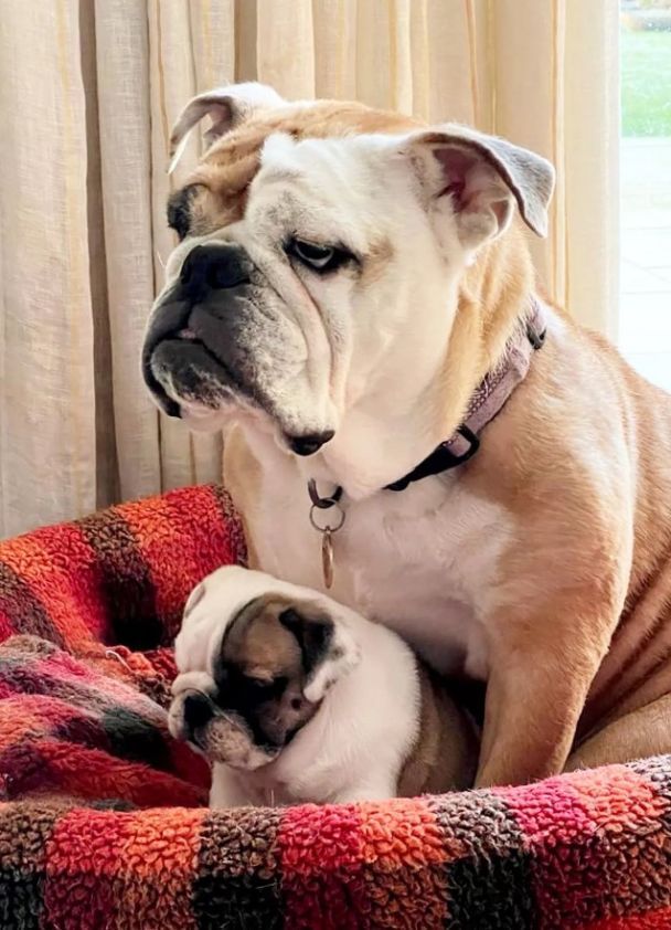 Бульдог Лаки с мамой