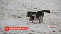 Британські фермери продали бордер-коллі своїм колегам зі США за 24,5 тисячі доларів