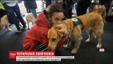 В США собаки-поводыри "сдавали экзамен" на профпригодность в аэропорту
