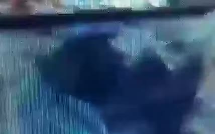 "Я - короп": росіянин з головою пірнув до риб в акваріум супермаркета
