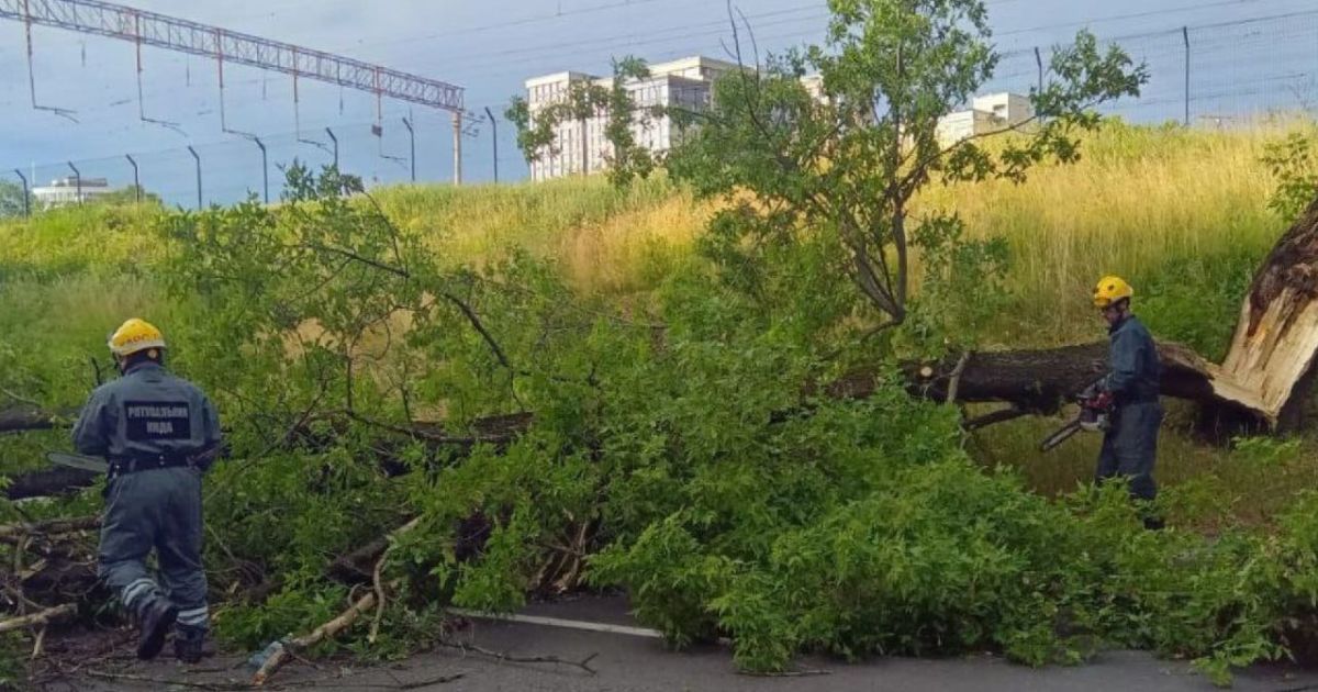 На Троєщині під час грози дерево впало на намет з людьми / © Київська служба порятунку
