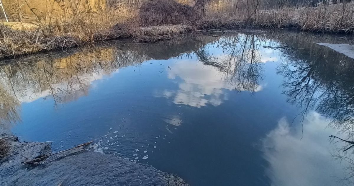 У Києві зафіксовано значне забруднення низки ставків / © Государственная экологическая инспекция Украины