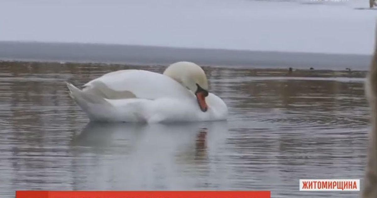 На Житомирщині рятують пару лебедів від морозів і самотності