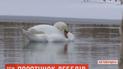 На Житомирщині рятують пару лебедів від морозів і самотності