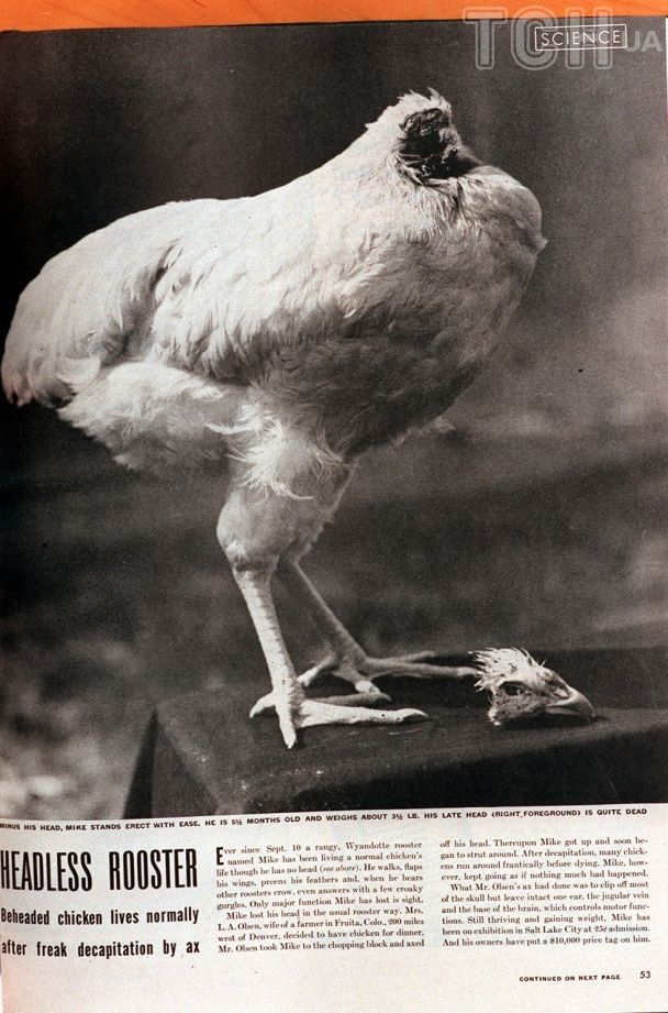 Півень Майк / © Getty Images