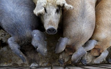 От укуса свиньи погиб фермер на Тернопольщине