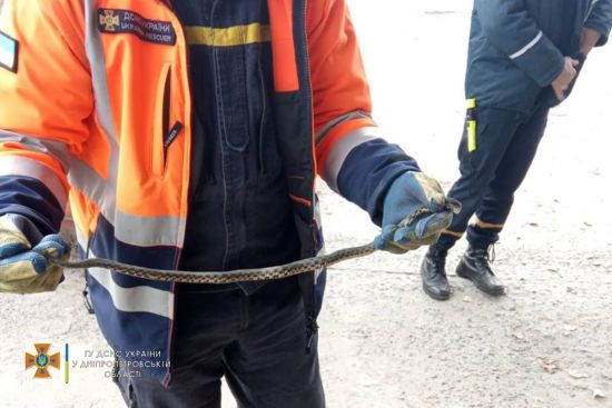 У Дніпрі водії знаходять у своїх автомобілях змій: де саме залазять і ховаються плазуни (фото)