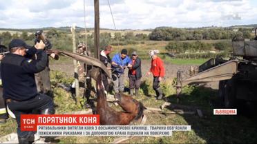 Спасатели вытащили коня из 8-метрового колодца во Львовской области