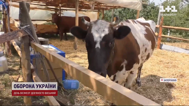 Корова колишнього військового