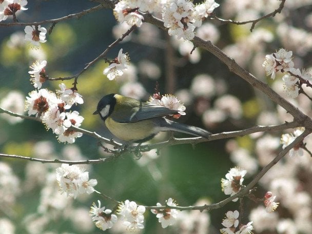 Народні прикмети 20 квітня / © pexels.com