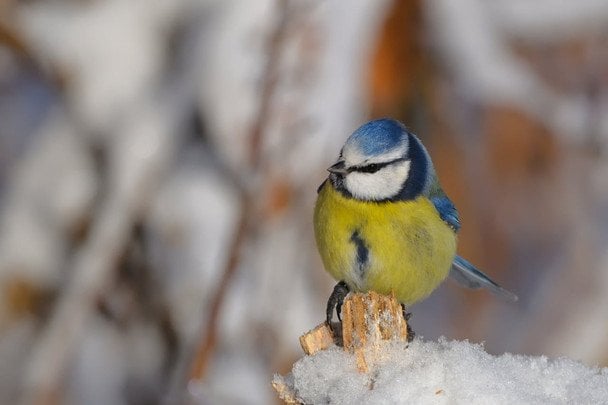 Народні прикмети 13 грудня / © pexels.com