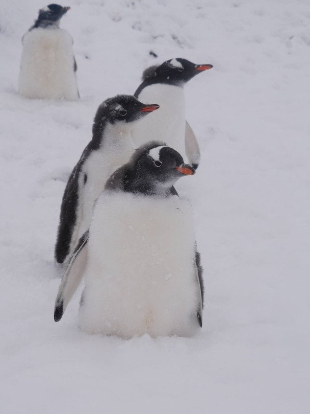 Пінгвіни / © Національний антарктичний науковий центр