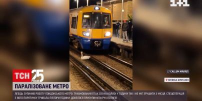 Лебідь паралізував роботу лондонського метро у годину пік | Новини світу