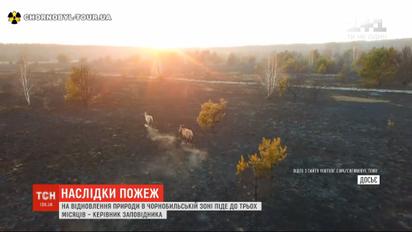 До 3 месяцев уйдет на восстановление природы в Чернобыльской зоне после пожаров