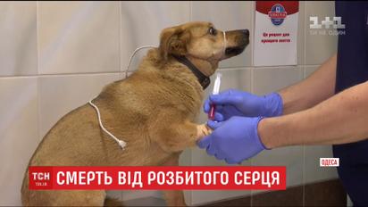 Единственный друг: в Одессе мужчина умер после того, как увидел отравленным любимого пса