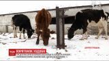 Волонтеры и ветеринары возмущены условиями жизни коров на Днепропетровщине