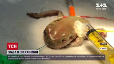 Новости Украины: днепровские ветеринары провели необычную операцию