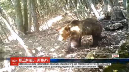 Італійська влада намагається впіймати ведмедя, що спромігся втекти з електрифікованого загону