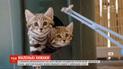 Хищные котята в зоопарке: малышей черноногой кошки впервые покормили мясом