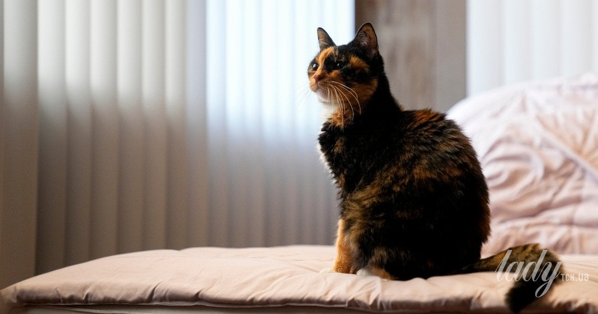 Як коти підкорили наші серця та ввійшли в осел