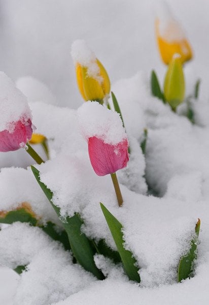Замість весняних квітів - заморозки та хуртовини